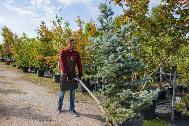 How Our Tree Care Process Works  in  Potomac Park, CA