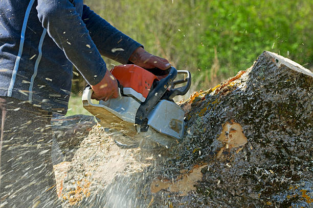 Trusted Potomac Park, CA Tree Care  Experts