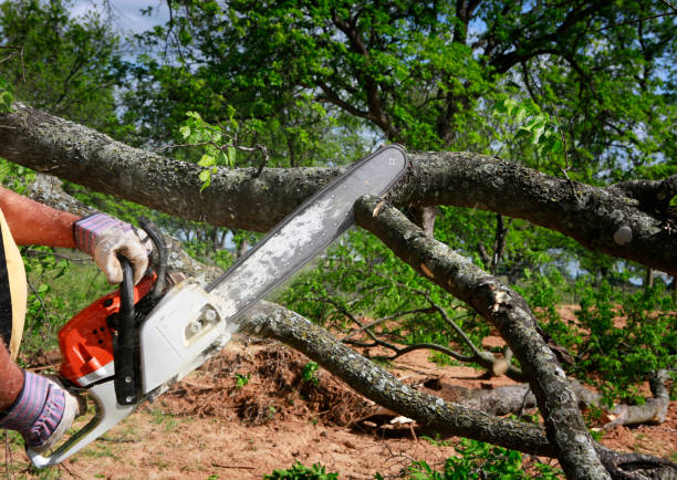 Tree and Shrub Care in Potomac Park, CA